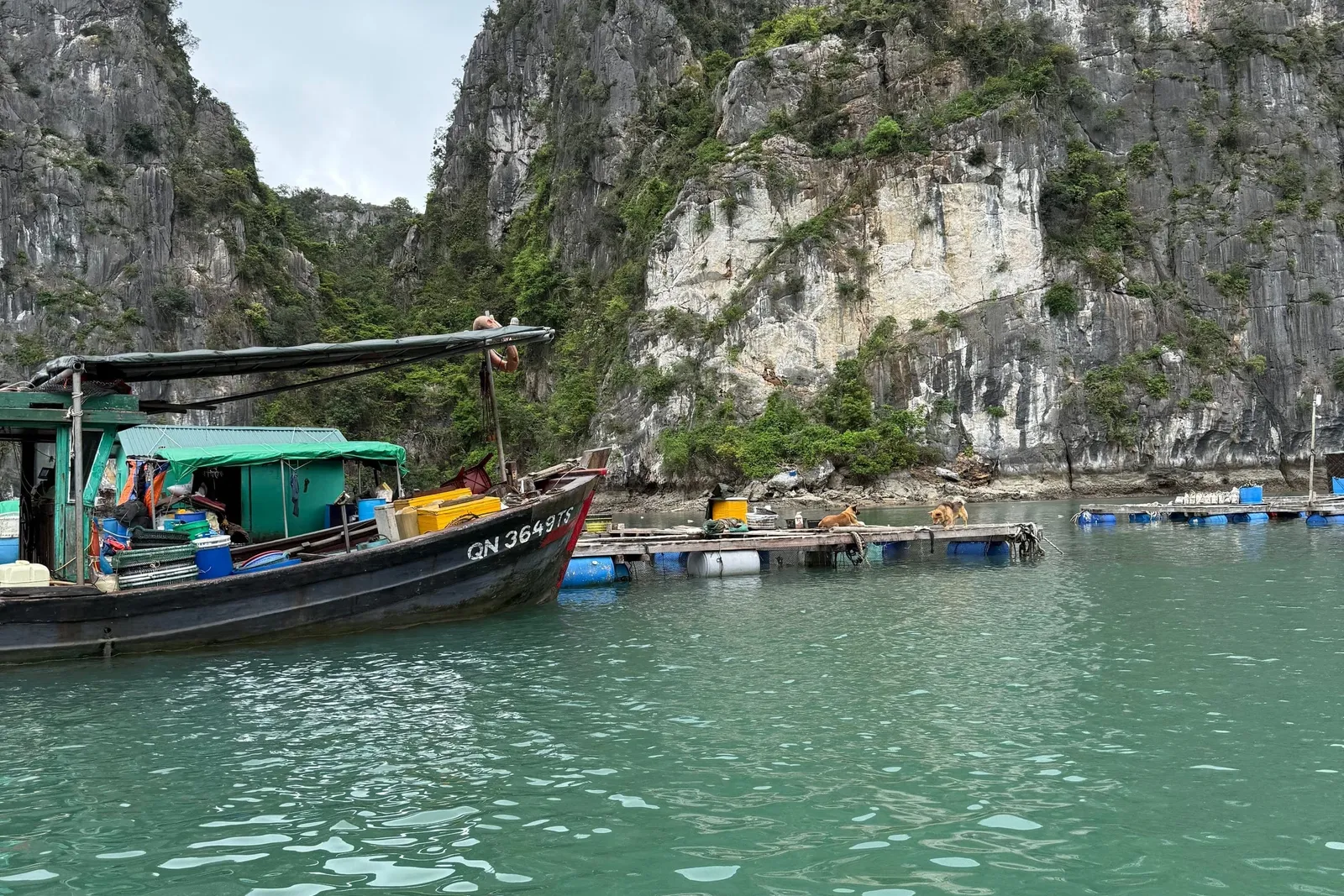 Green water in front of limestone karst cliffs, with a small dark wooden fishing boat marked QN 3649 TS on the left and a floating platform with two dogs beside it.