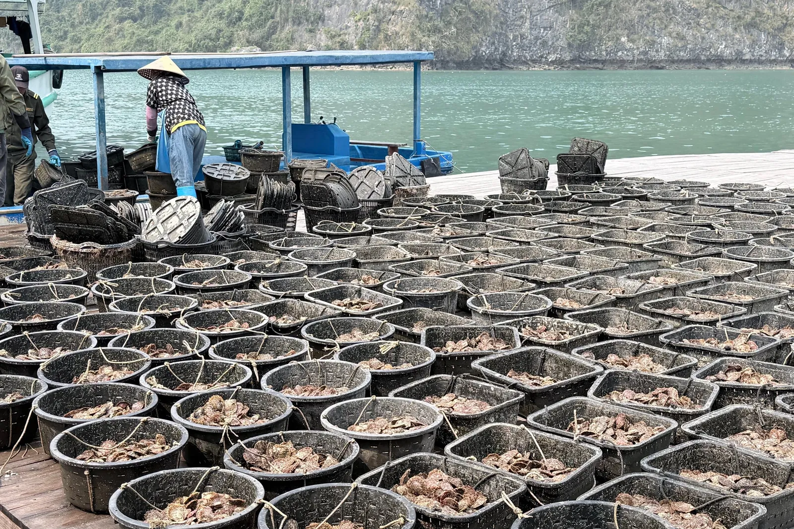 A floating platform covered with rows of baskets and containers holding oysters or shellfish, with a person in a conical hat working near a small blue boat, surrounded by limestone karsts and green water.